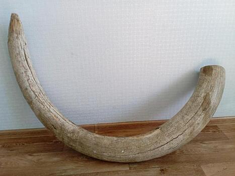 В Хабаровске предотвращен нелегальный вывоз бивней мамонта в КНР