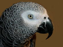 Говорящий попугай подружился с умной колонкой