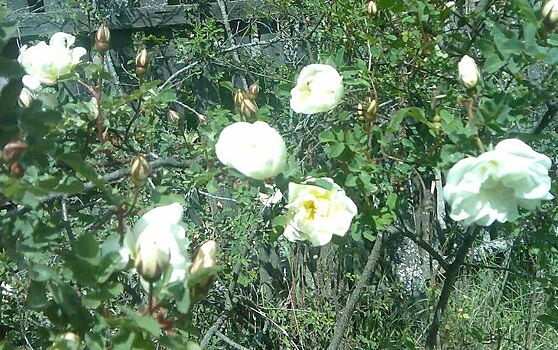 В чем особенности английских роз