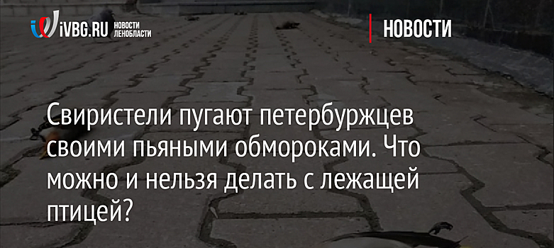 Свиристели пугают петербуржцев своими пьяными обмороками. Что можно и нельзя делать с лежащей птицей?
