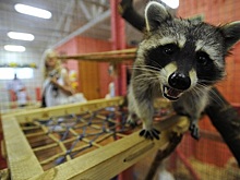 Животные опять вне закона