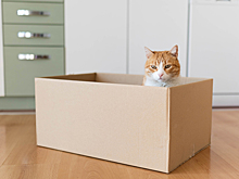 Питомец напрокат: чем опасна модная услуга