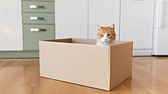 Питомец напрокат: чем опасна модная услуга