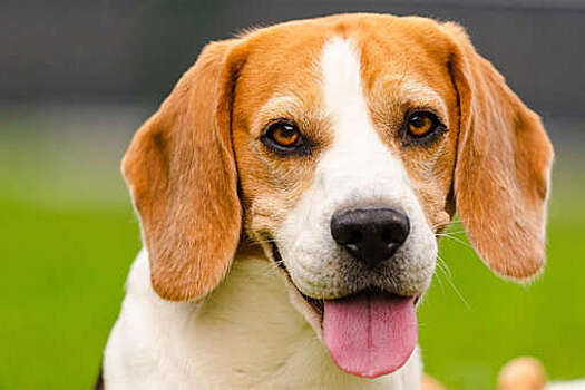 Два бигля отгоняли волков от детей, потерявшихся в лесах Свердловской области