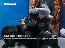 Юному фермеру из Голышманово подарили месячного бычка