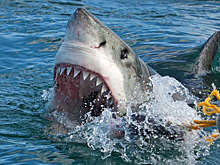 Американский рыбак семь часов боролся за улов и установил рекорд