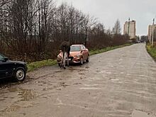 Шустрый лось-ревизор сбежал ради проверки костромских водителей