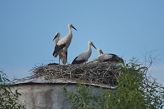 Пара белых аистов на севере Подмосковья воспитывает пятерых птенцов