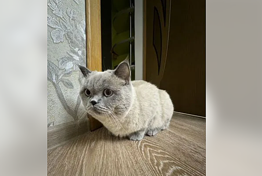 Ростовчанин продает кота за 23,5 миллиона рублей