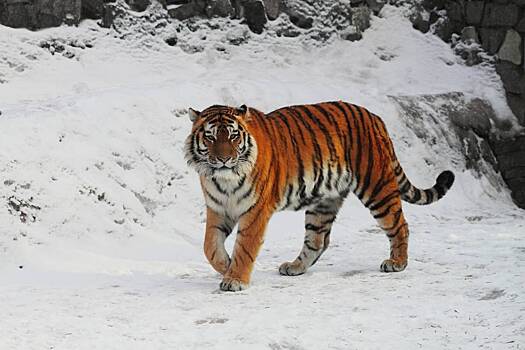 В Ленинградском зоопарке скончался амурский тигр Амадей