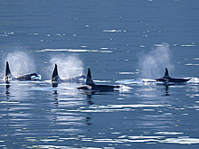 Чиновник считает, что стая косаток могла спастись из ледяного плена у побережья Японии