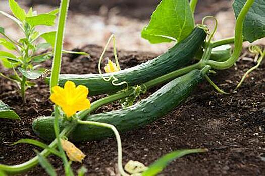 Агроном перечислила идеальные для посадки в июле овощи