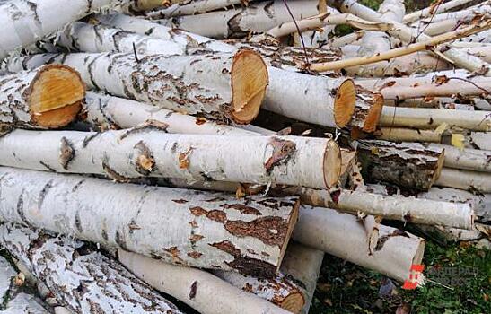 Свердловские власти отсудили у фирмы олигарха Козицына 700 тысяч за уничтоженный лес