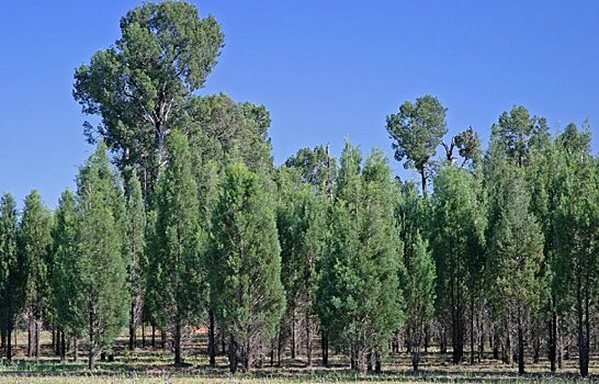 Австралия посадит миллиард деревьев