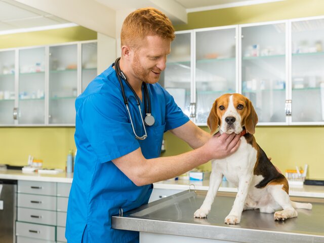 Совфед предложил ограничить ввоз импортных ветеринарных препаратов — СМИ