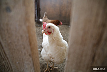 На Рефтинской птицефабрике начались волнения из-за приватизации