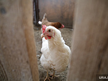 На Рефтинской птицефабрике начались волнения из-за приватизации