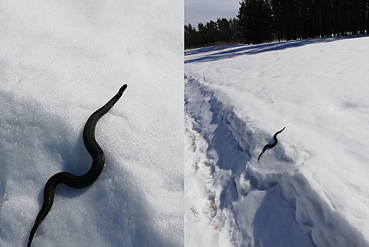 В Тюменской области по снегу ползают змеи