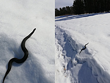 В Тюменской области по снегу ползают змеи
