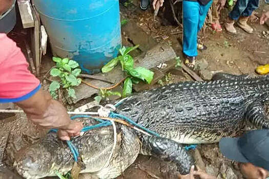 Daily Star: тело 54-летней женщины нашли внутри крокодила в Индонезии