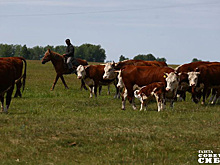 Поднять село поможет корова