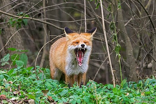 Угощение с вакциной ждет диких животных в лесах Ленинградской области