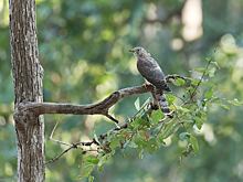 Что нельзя делать 13 июля в день Собора двенадцати апостолов