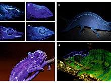 Ученые выяснили, почему глаза хамелеона движутся отдельно друг от друга
