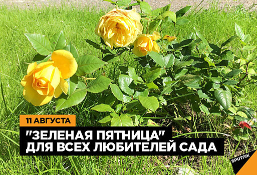 Афиша мероприятий с 11 по 13 августа