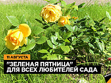 Афиша мероприятий с 11 по 13 августа