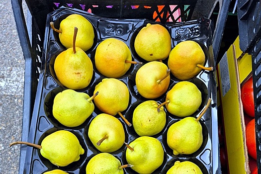 Карантинную муху обнаружили в 18 тоннах груш в Новороссийском порту