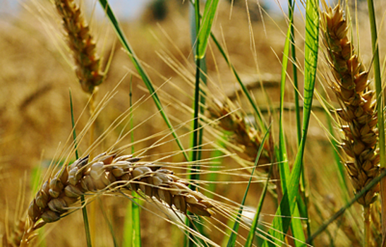 Человечество столкнется с дефицитом белка к 2050 году