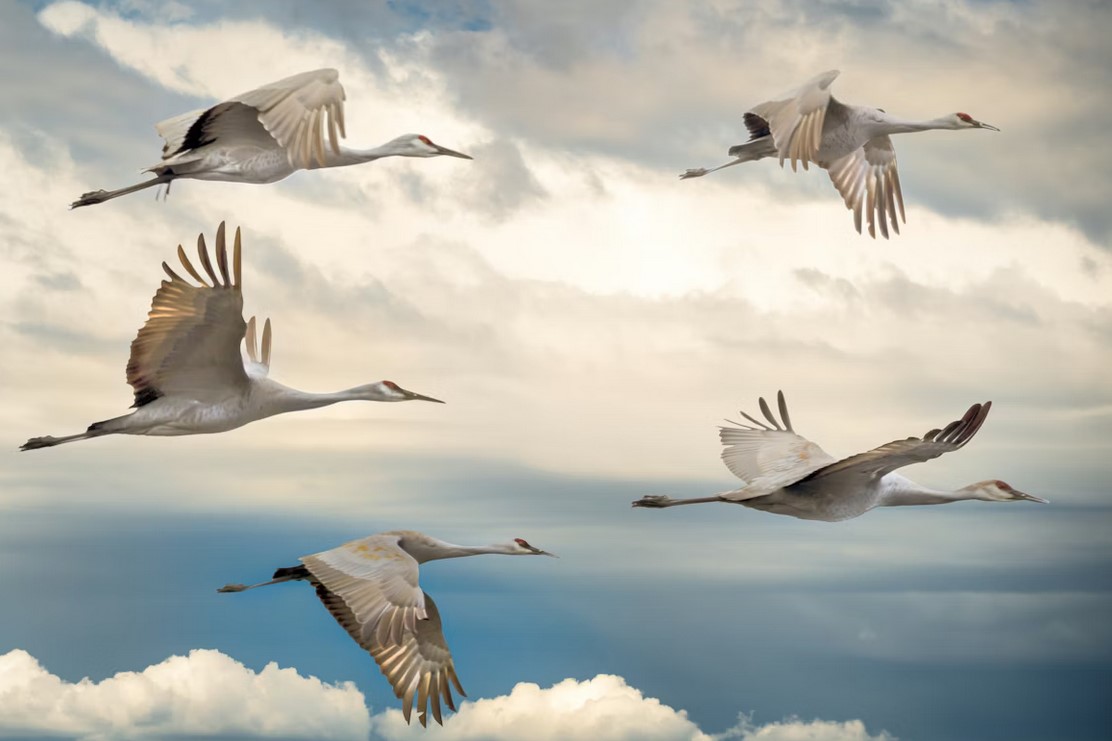 Почему перелетные птицы летают клиньями