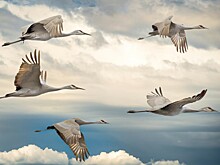 Почему перелетные птицы летают клиньями?