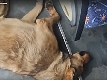 В Казани неизвестный открыл стрельбу по собакам на улице Портовой