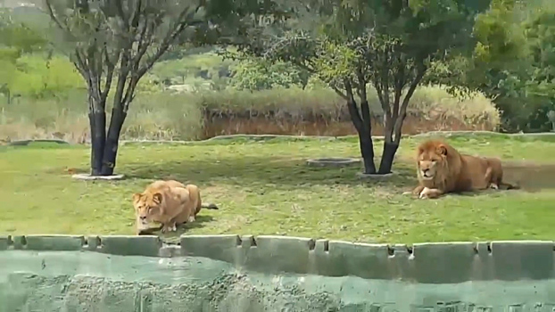 Неуклюжая львица в мексиканском сафари-парке рассмешила туристов