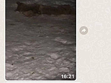 Соцсети: неизвестный отравил нескольких собак в кемеровском селе