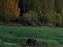 В Югре женщина столкнулась с медведем на рыбалке и своим криком заставила его уйти