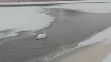 В Афанасьевском районе замерзает одинокий лебедь