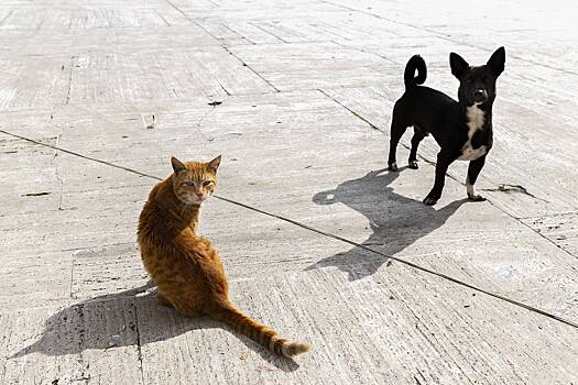 Названо неочевидное преимущество кошек над собаками