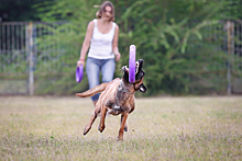 Сборная России победила на Чемпионате мира по Dog Puller