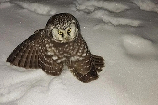 В Вологде россиянка с собакой спасла мохноногого сыча со сломанным крылом