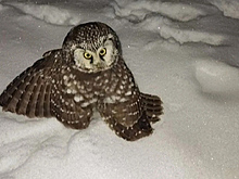 В Вологде россиянка с собакой спасла мохноногого сыча со сломанным крылом