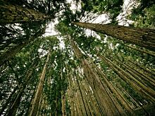 Искусственный интеллект используют при оценке и сохранении лесов в России