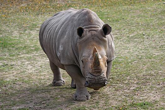 Россиянин пропал без вести после нападения носорога в Непале