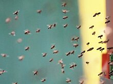 Музей пчелы откроют на ВДНХ в июле