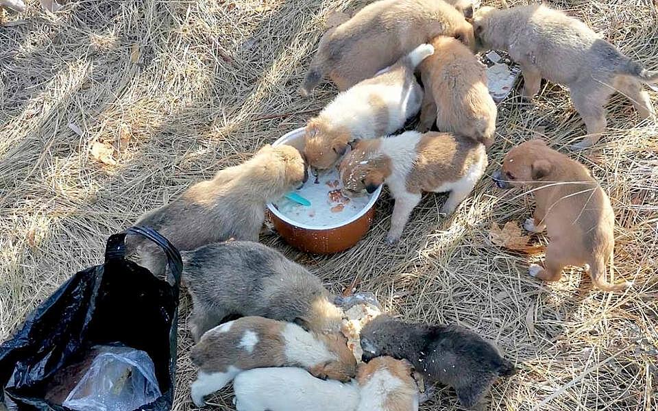 В Рязанской области волонтёры нашли чемоданы с 14 щенками