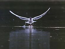 В ожидании конкурса «Золотая черепаха»: победители 2023 года рассказывают о своем участии