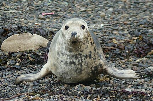 Тюлени в Дагестане могли погибнуть из-за выбросов газа