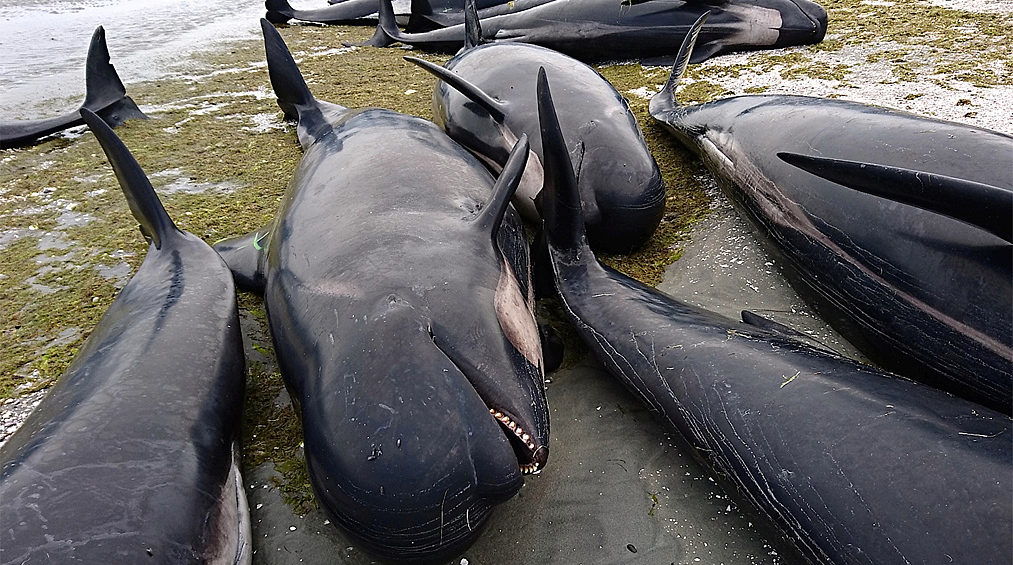 В Новой Зеландии на берег острова Южный выбросились более 400 черных дельфинов. Об этом сообщает Radio New Zealand.  Волонтерам и специалистам удалось спасти около ста дельфинов, остальные погибли. На следующее утро после инцидента дельфинов вместе с приливом отправили в открытое море, однако во второй половине дня после отлива 90 из них вернулись на берег. Добровольцы принесли ведра, полотенца и простыни, чтобы охлаждать и увлажнять их тела